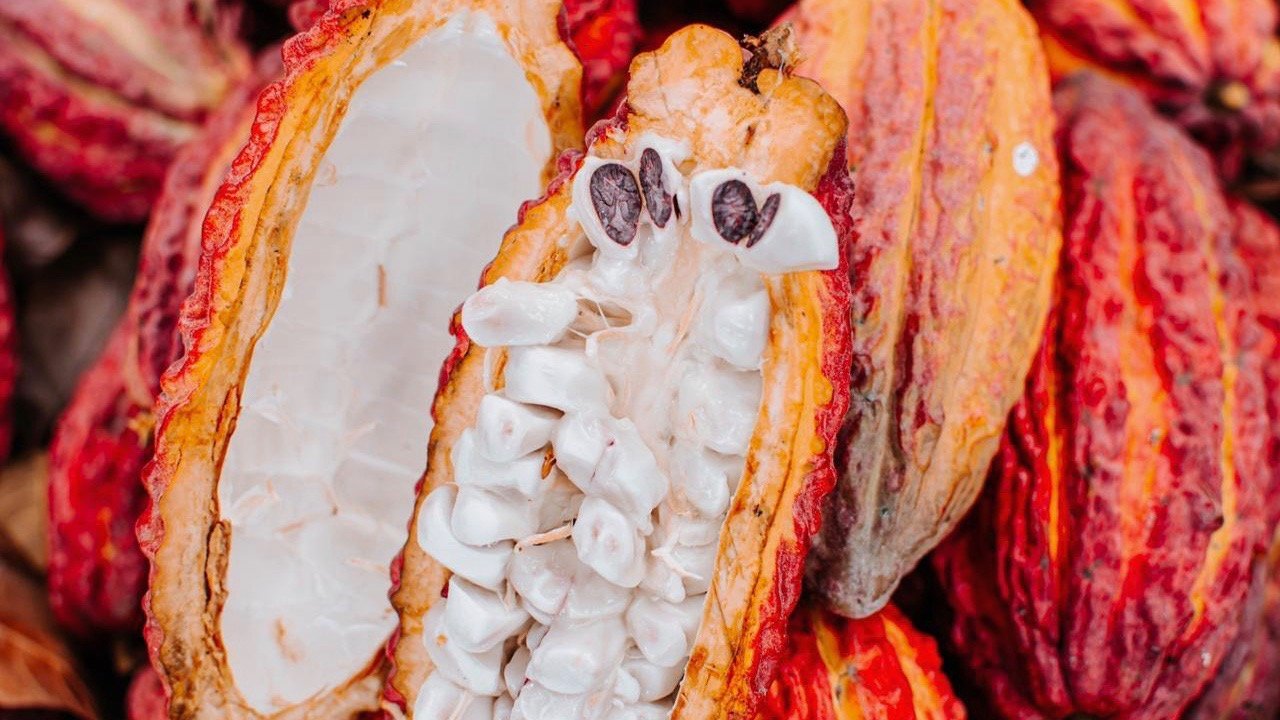 Le cacao rouge du Cameroun de nouveau en marche pour l’Indication Géographique